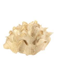 Fluted Clam Seashell