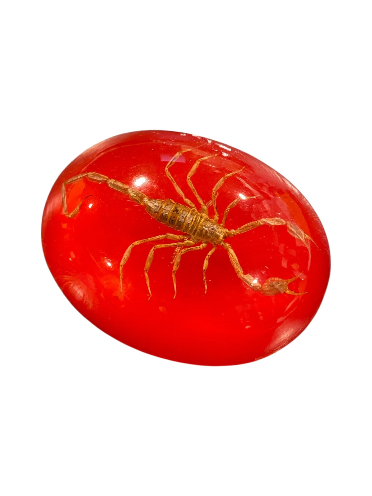 Large Scorpion with Red Background Paper Weight
