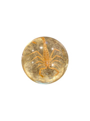 Small Scorpion With Gold Background