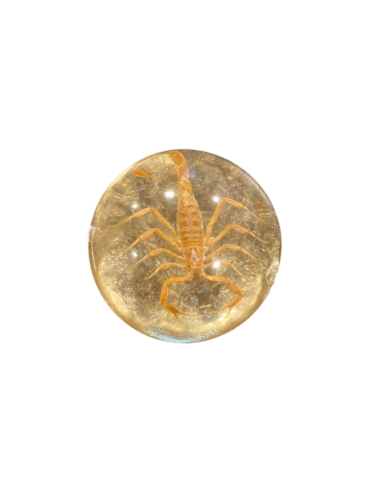 Small Scorpion With Gold Background