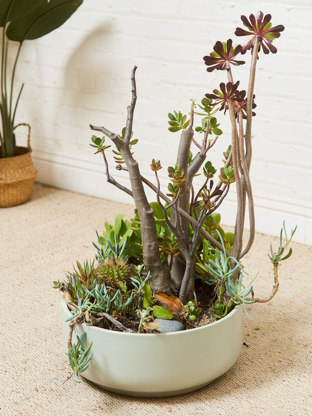 Large White Mid Century Planter with Succulents