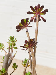 Large White Mid Century Planter with Succulents