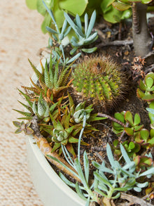 Large White Mid Century Planter with Succulents