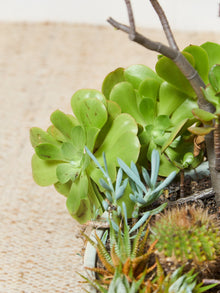 Large White Mid Century Planter with Succulents