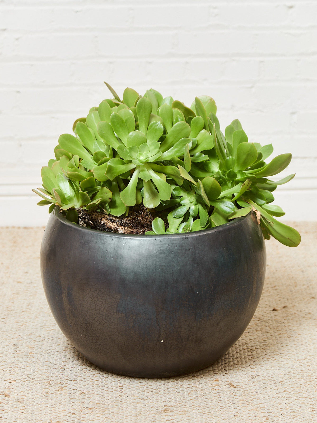 Vintage Planter with Succulents