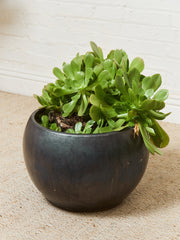 Vintage Planter with Succulents