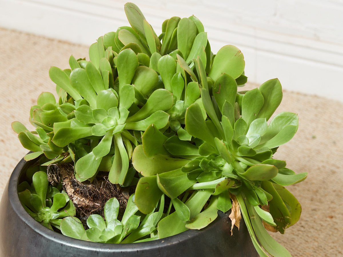 Vintage Planter with Succulents