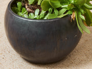 Vintage Planter with Succulents