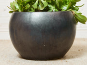 Vintage Planter with Succulents