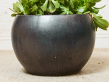 Vintage Planter with Succulents