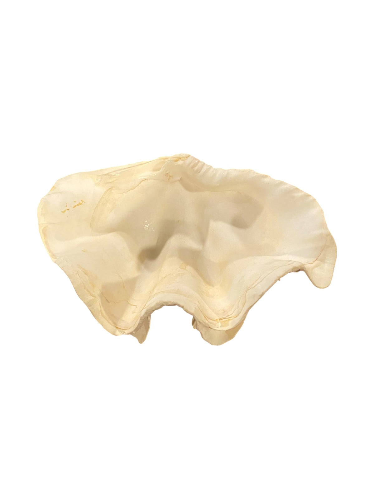 Fluted Clam Seashell