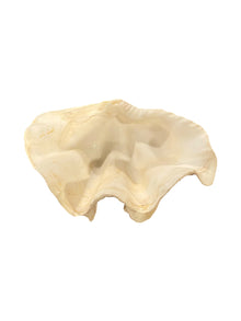 Fluted Clam Seashell