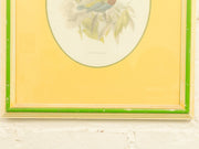 Vintage Birds by George Edwards
