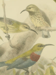 Vintage Birds by George Edwards