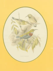 Vintage Birds by George Edwards