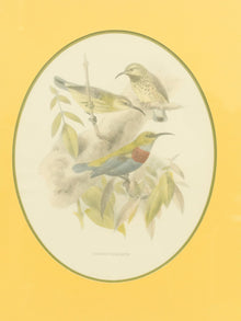 Vintage Birds by George Edwards