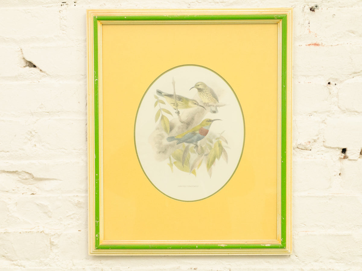 Vintage Birds by George Edwards