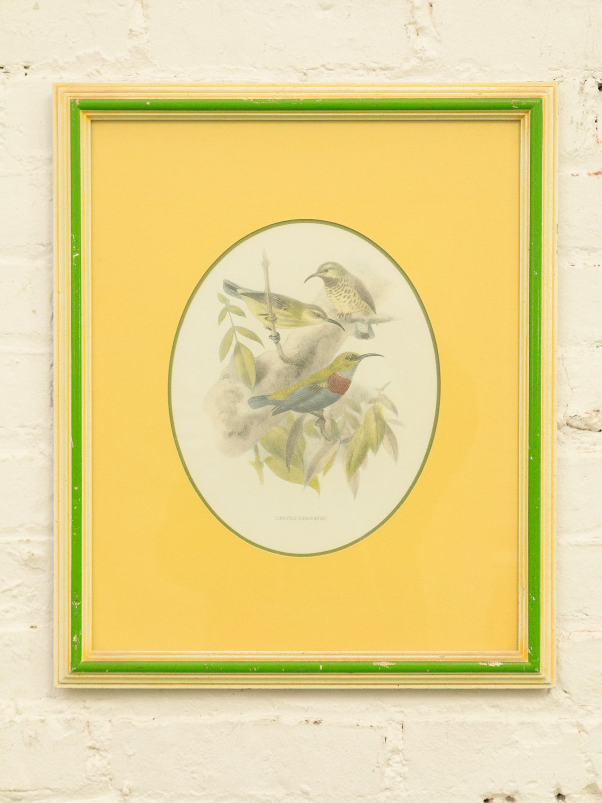 Vintage Birds by George Edwards