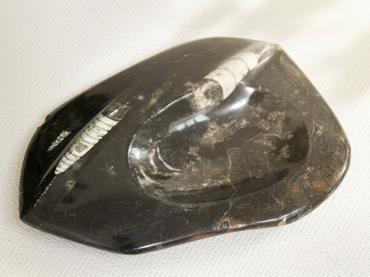 Vintage Fossil Stone Catchall with Orthoceras Inlay
